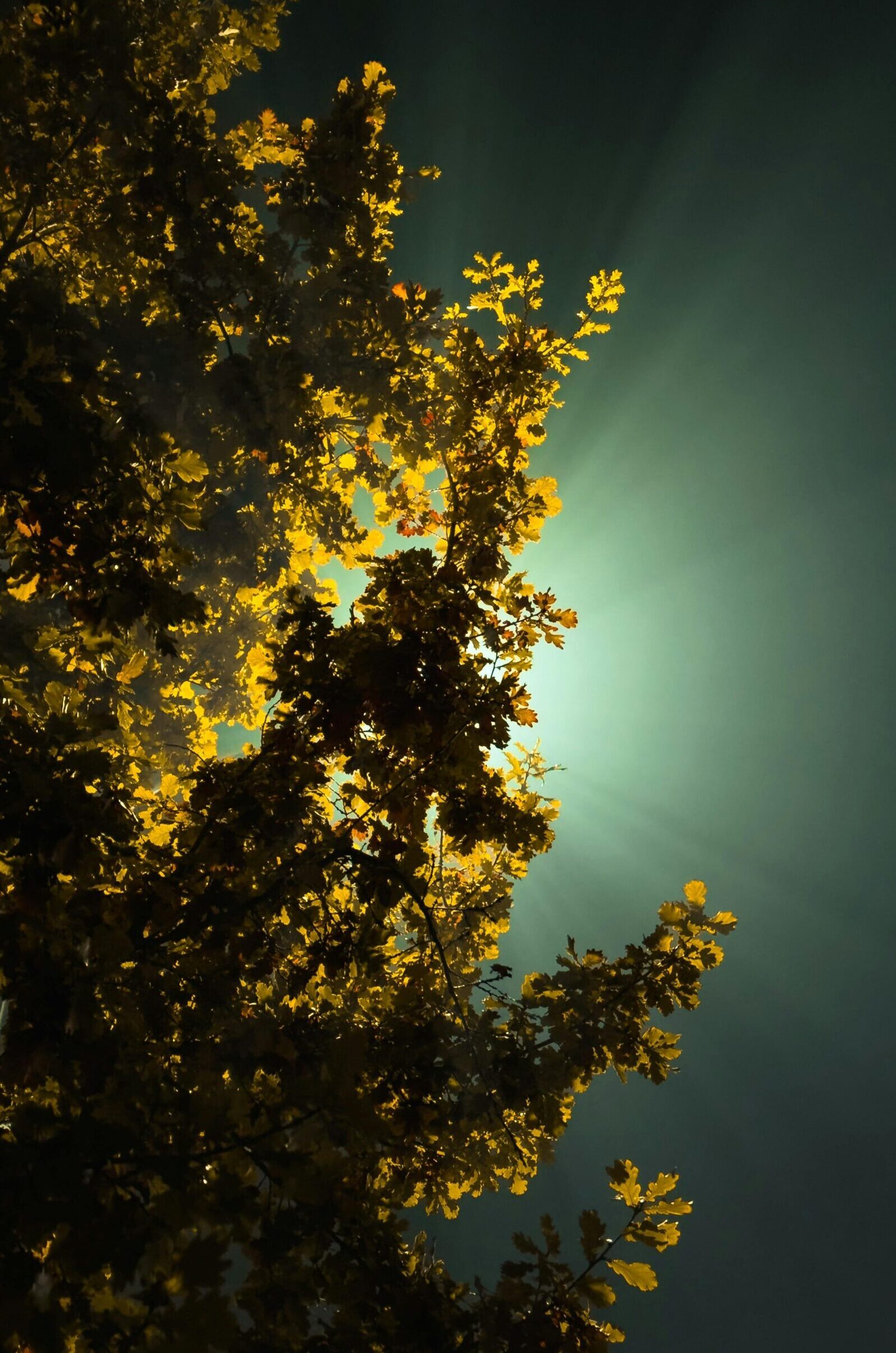 A beautiful scene in Fergana featuring sunlight filtering through golden autumn leaves.